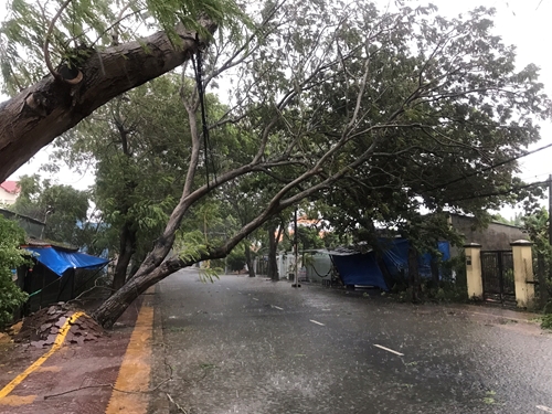 Lực lượng vũ trang TP Hồ Chí Minh khắc phục cây đổ do bão số 9 tại huyện Cần Giờ
